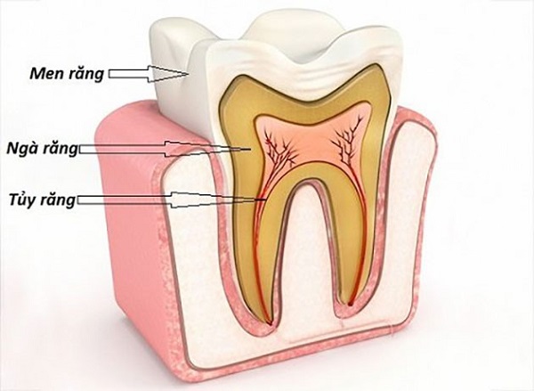 Cấu tạo chi tiết răng người