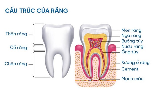 Những cấu trúc hỗ trợ xung quanh răng