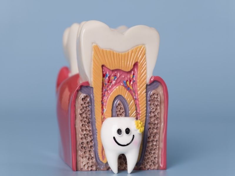Tìm hiểu giải phẫu răng người và chức năng của từng loại răng