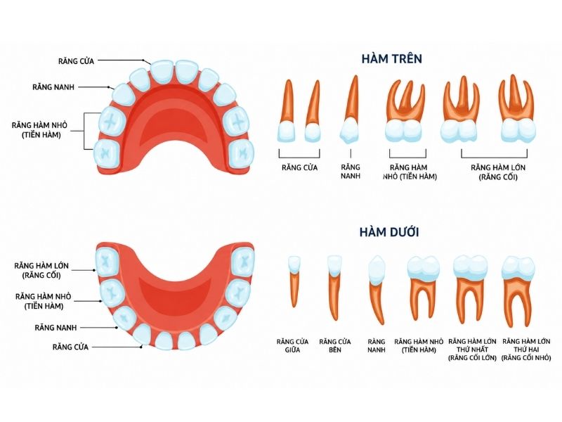 Đặc điểm cấu tạo và chức năng của từng loại răng