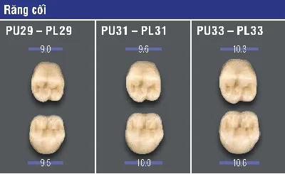 VITA MFT® Posterior - Răng cối