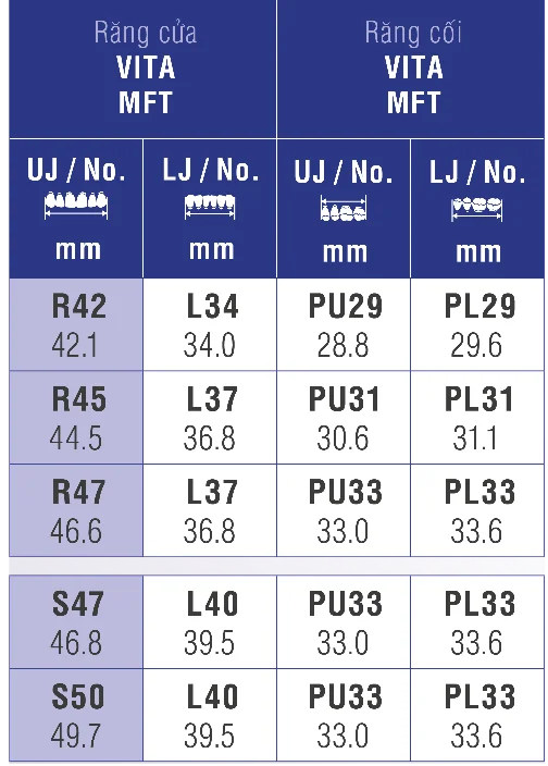 VITA MFT® Posterior - Răng cối