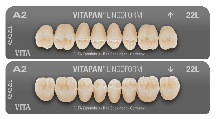 VITAPAN® LINGOFORM Posterior