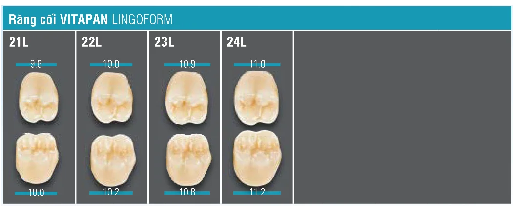 VITAPAN® LINGOFORM Posterior