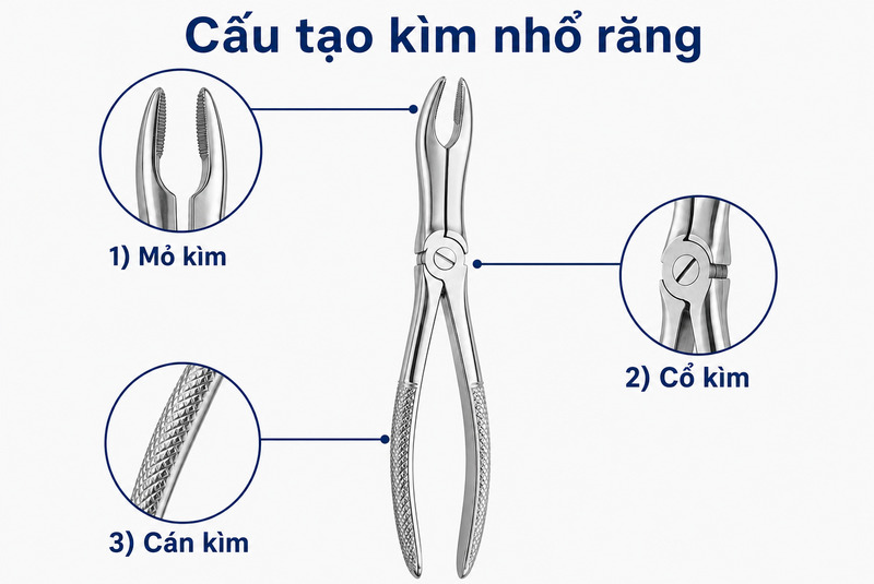 Cấu tạo kìm nhổ răng nha khoa